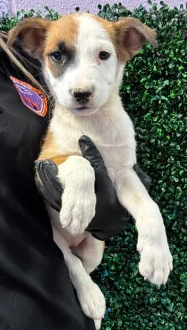 A baby small-sized female Brown / Chocolate Mixed Breed dog named 61004826 for adoption in El Paso, TX