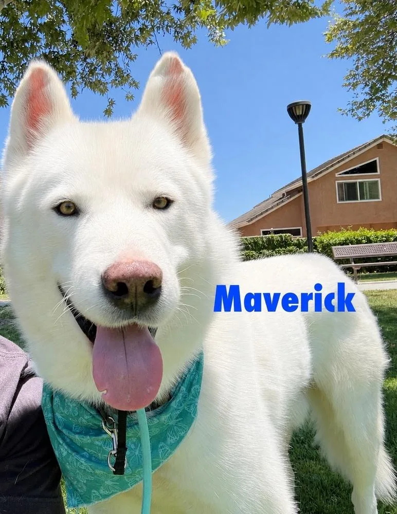 Maverick thumbnail 3