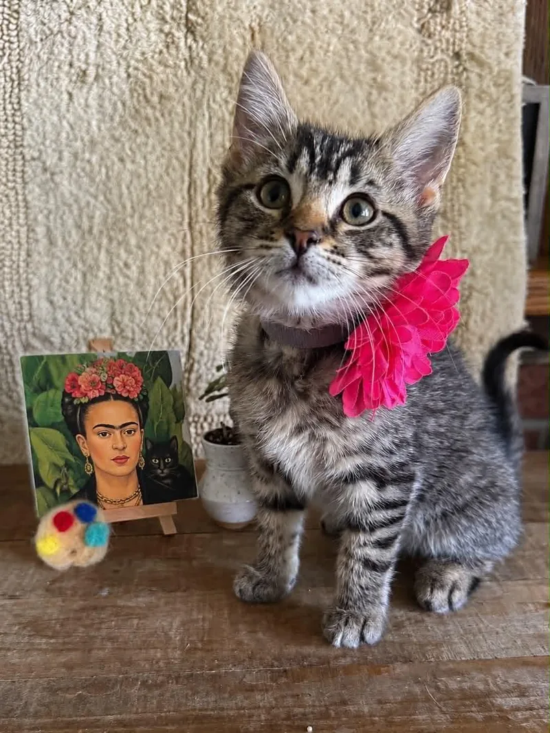 A baby medium-sized female Domestic Short Hair cat named Frida Kahlo for adoption in Salisbury, MD