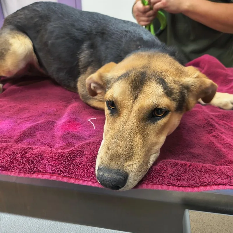 A young medium-sized female Black German Shepherd Dog dog named Tiana for adoption in Albuquerque, NM