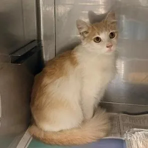 A young medium-sized female Orange / Red Domestic Short Hair cat named Bunny for adoption in Long Beach, CA