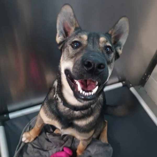 A young large-sized male Shepherd dog named Arlo for adoption in El Cajon, CA