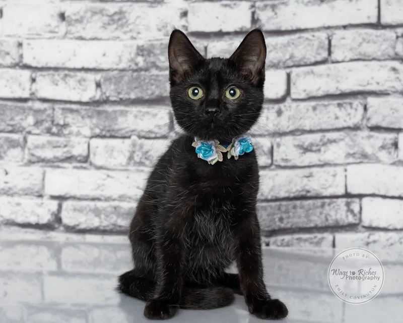 A baby medium-sized female Bombay cat named Margo for adoption in Tuscaloosa, AL