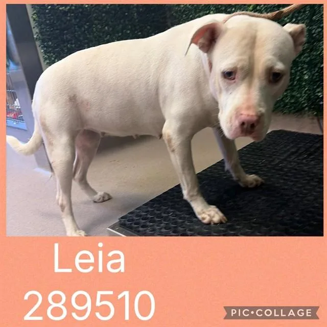 A young large-sized female American Bulldog dog named Leia for adoption in Macon, GA