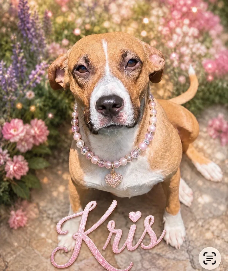 A young medium-sized female Bicolor Boxer dog named Kris for adoption in Houston, TX