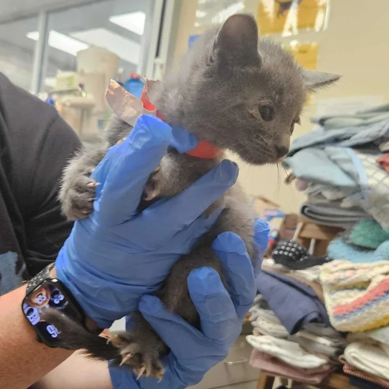 A baby small-sized female Gray / Blue / Silver American Shorthair cat named Charlie for adoption in Newark, DE