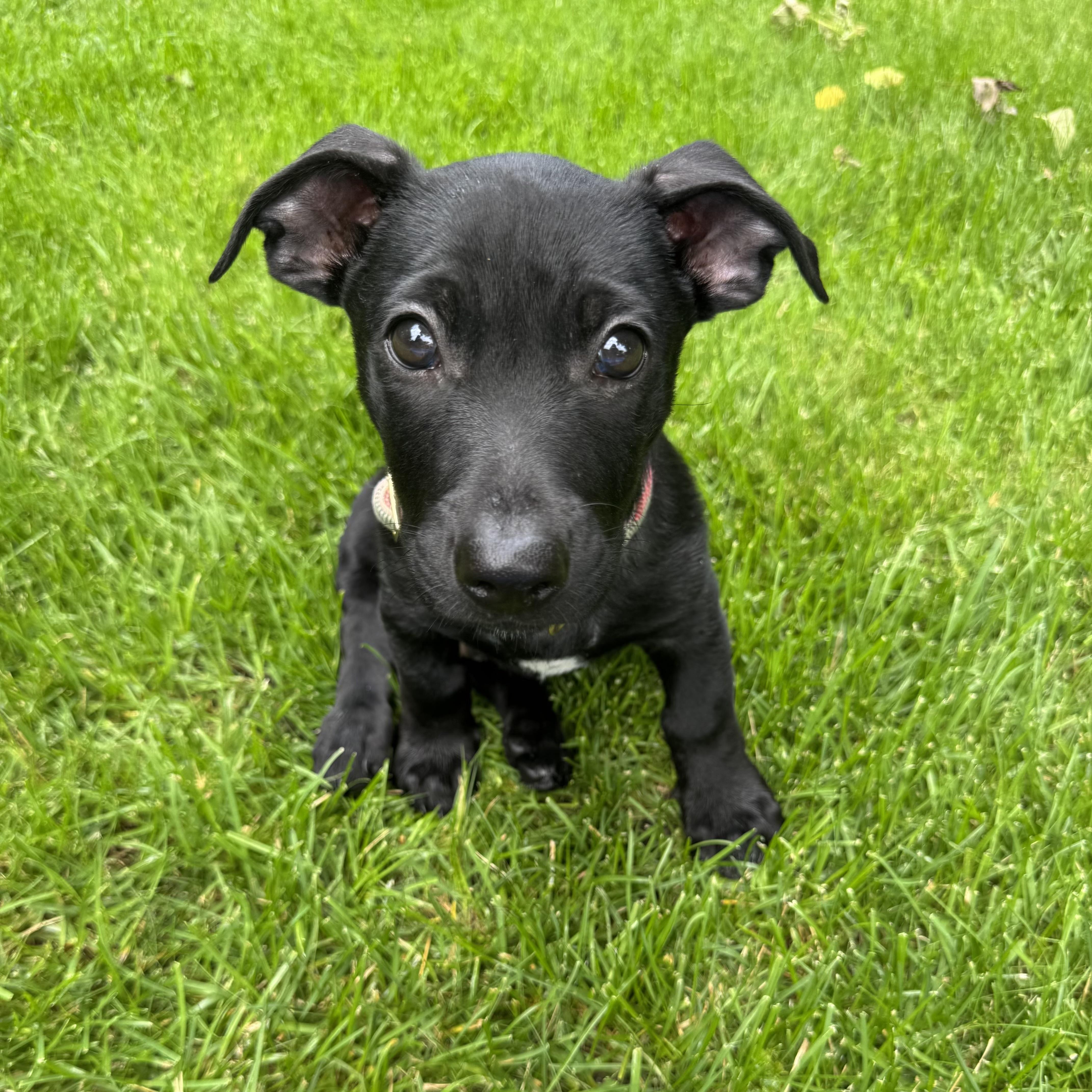 A baby medium-sized male Black Mixed Breed dog named Chuck for adoption in Prior Lake, MN