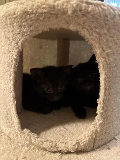 A baby small-sized female Domestic Short Hair cat named Chickadee for adoption in Lawrenceville, GA