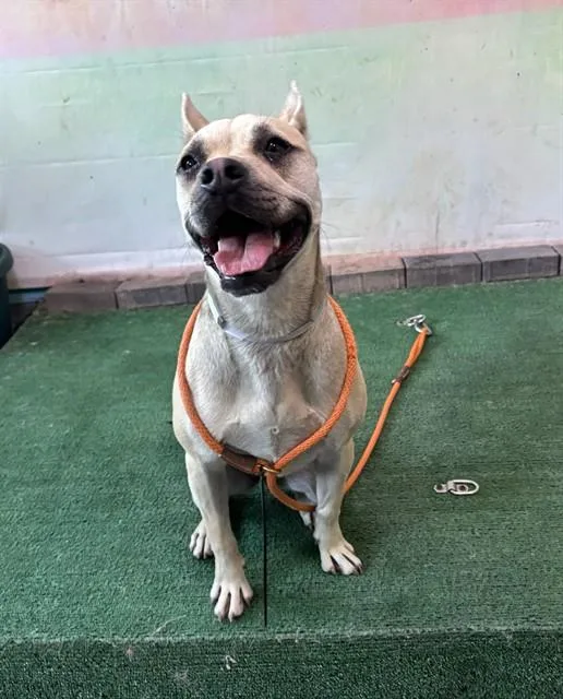 A young medium-sized female Pug dog named Baby for adoption in Baldwin Park, CA