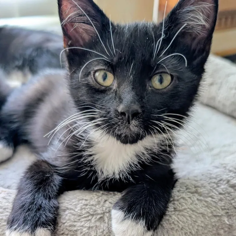A young medium-sized male Black & White / Tuxedo Domestic Short Hair cat named Sylvester for adoption in Blackfoot, ID