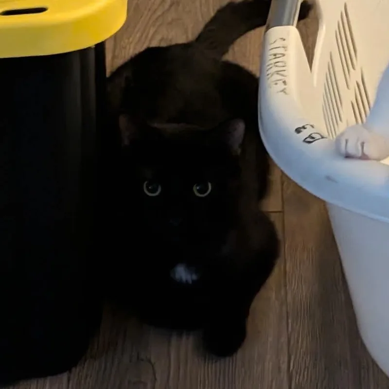 A baby medium-sized male Domestic Short Hair cat named Wilson for adoption in Royal Oak, MI
