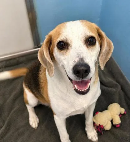 An adult large-sized female Hound dog named Stella for adoption in Palm Coast, FL