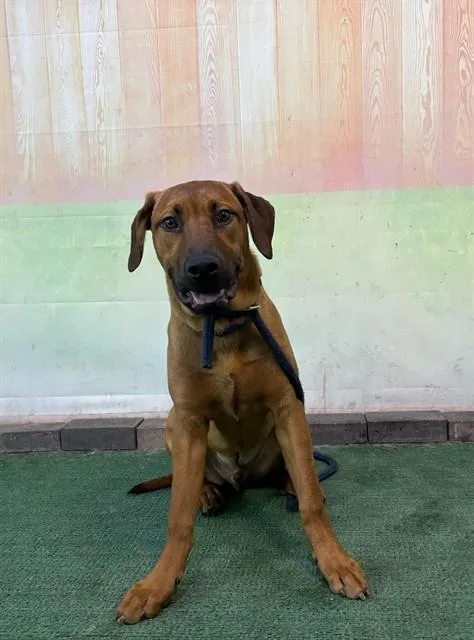 A young medium-sized male Rhodesian Ridgeback dog named Huckleberry for adoption in Baldwin Park, CA
