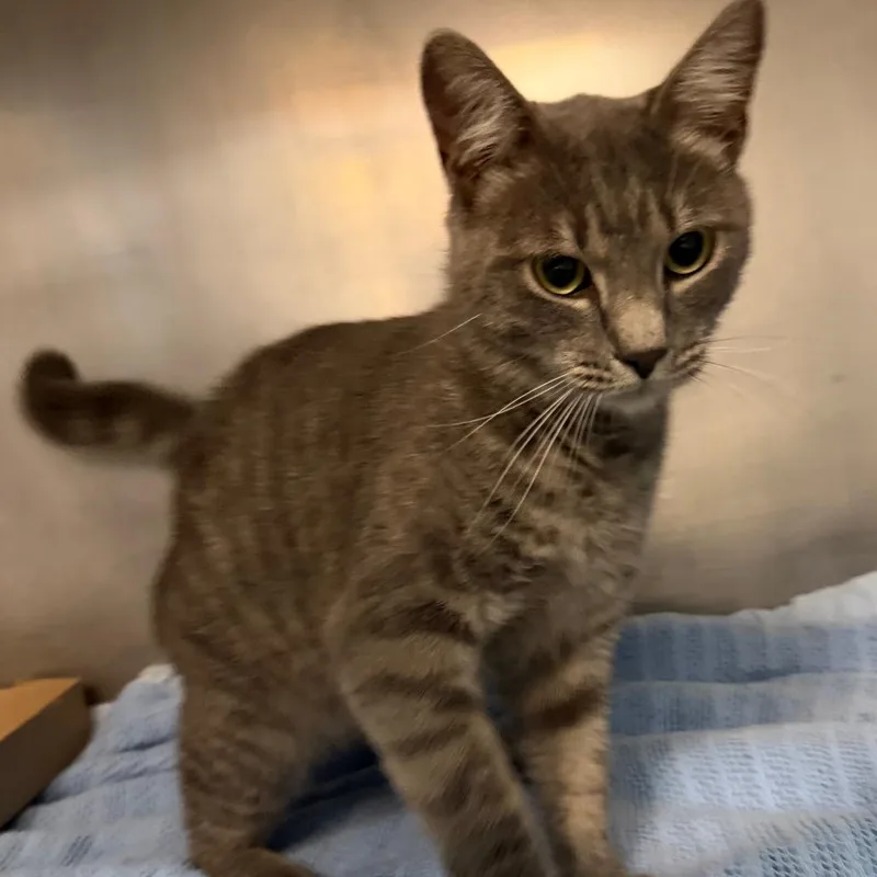 An adult medium-sized male Gray / Blue / Silver Domestic Short Hair cat named Napoleon for adoption in Troy, VA