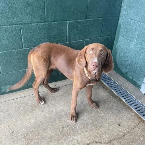Remington