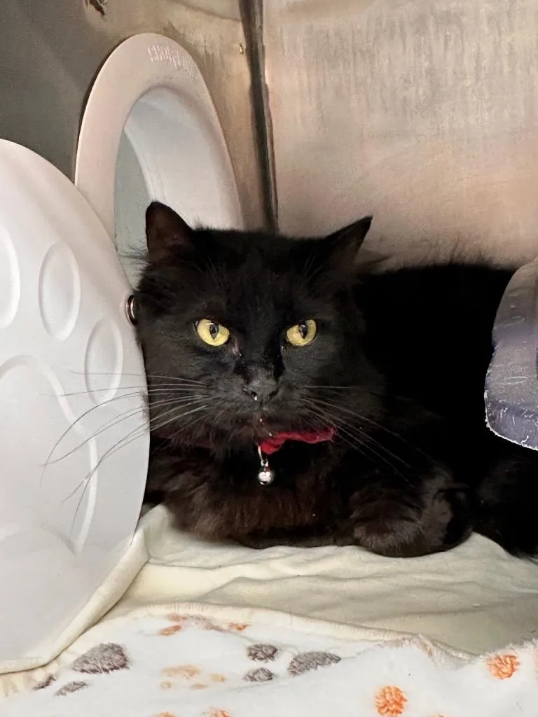 An adult medium-sized female Domestic Long Hair cat named Matilda for adoption in Sidney, NY