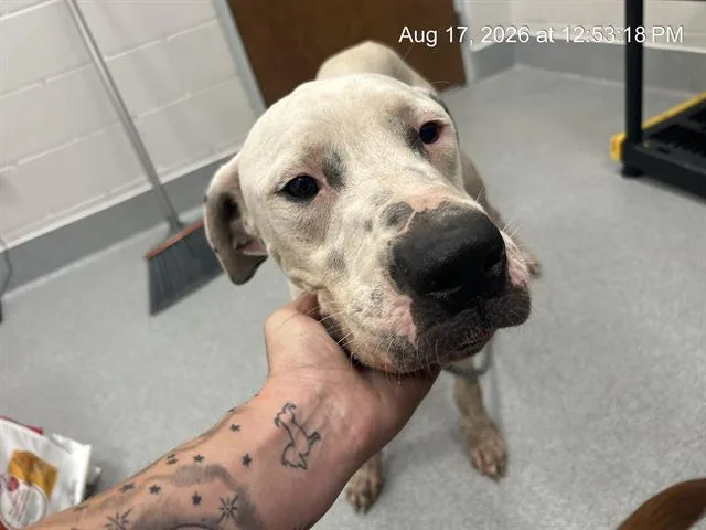 A young large-sized female Pointer dog named A for adoption in Ocala, FL