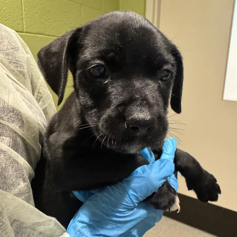 A baby medium-sized female Black Mixed Breed dog named Tot for adoption in Englewood, FL