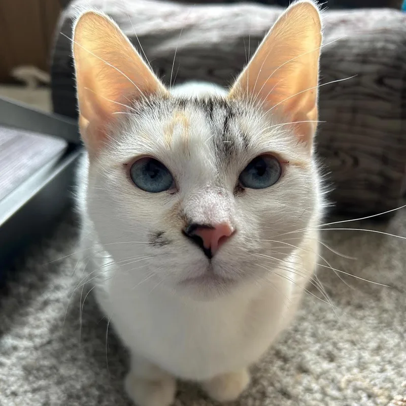 A young medium-sized female Seal Point Domestic Short Hair cat named Lucy for adoption in Plymouth, MN