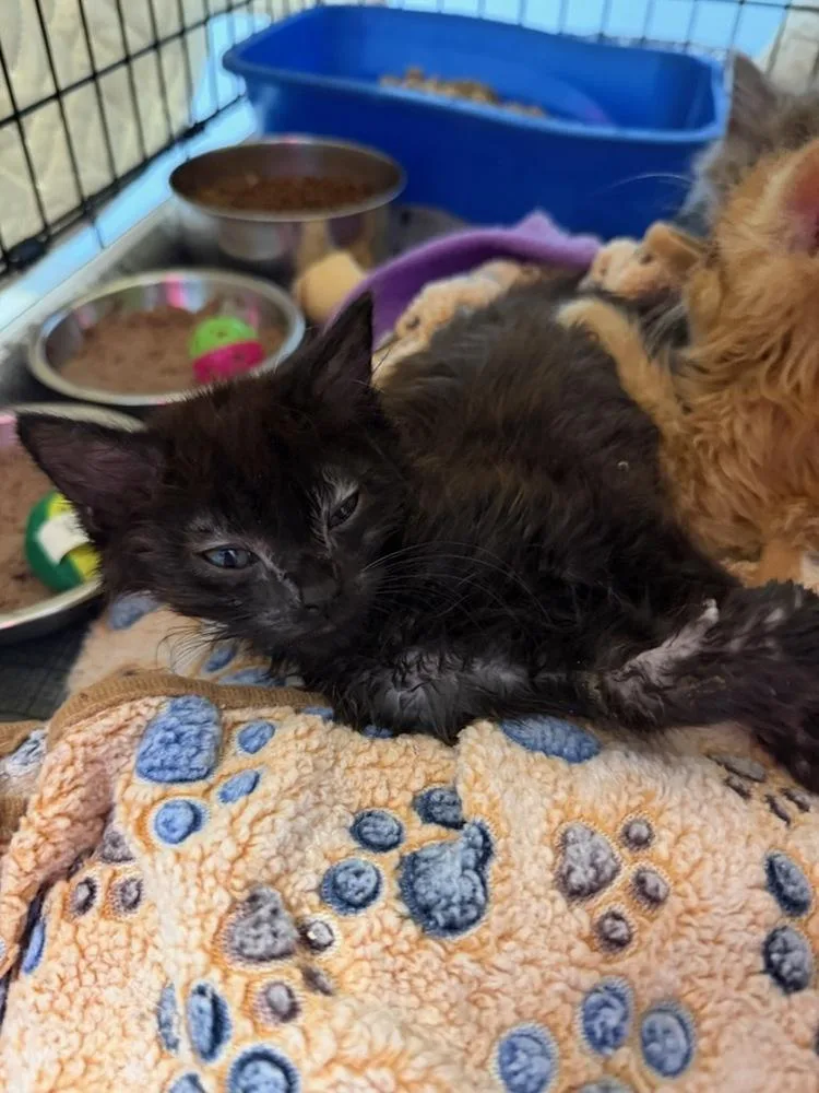 A baby small-sized male Black Domestic Short Hair cat named Seinfeld for adoption in Evansville, IN
