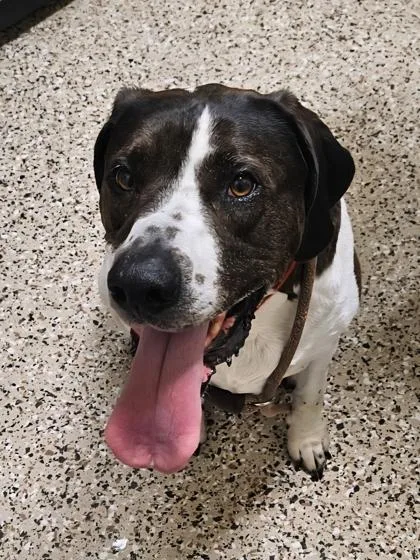 An adult extra large-sized male Hound dog named Tucker for adoption in Pendleton, OR