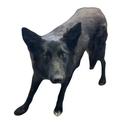An adult medium-sized female Border Collie dog named Jackie for adoption in Red Bluff, CA
