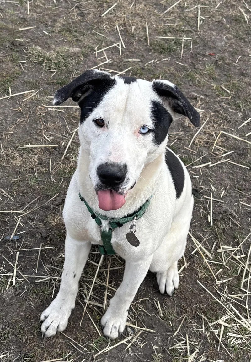 Atlas