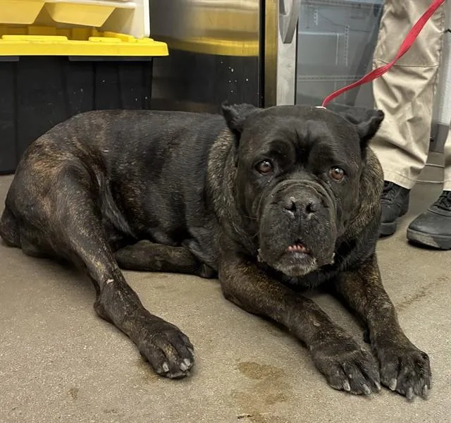 An adult large-sized female Mastiff dog named Miss Bertha for adoption in Mesa, AZ