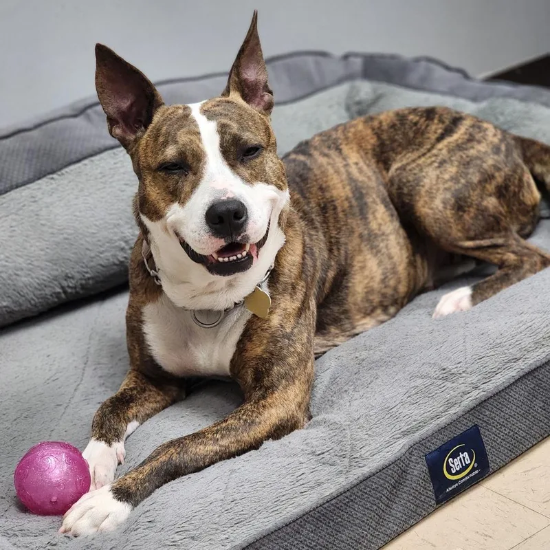 An adult medium-sized female Brindle Mixed Breed dog named Savina for adoption in Auburn, AL