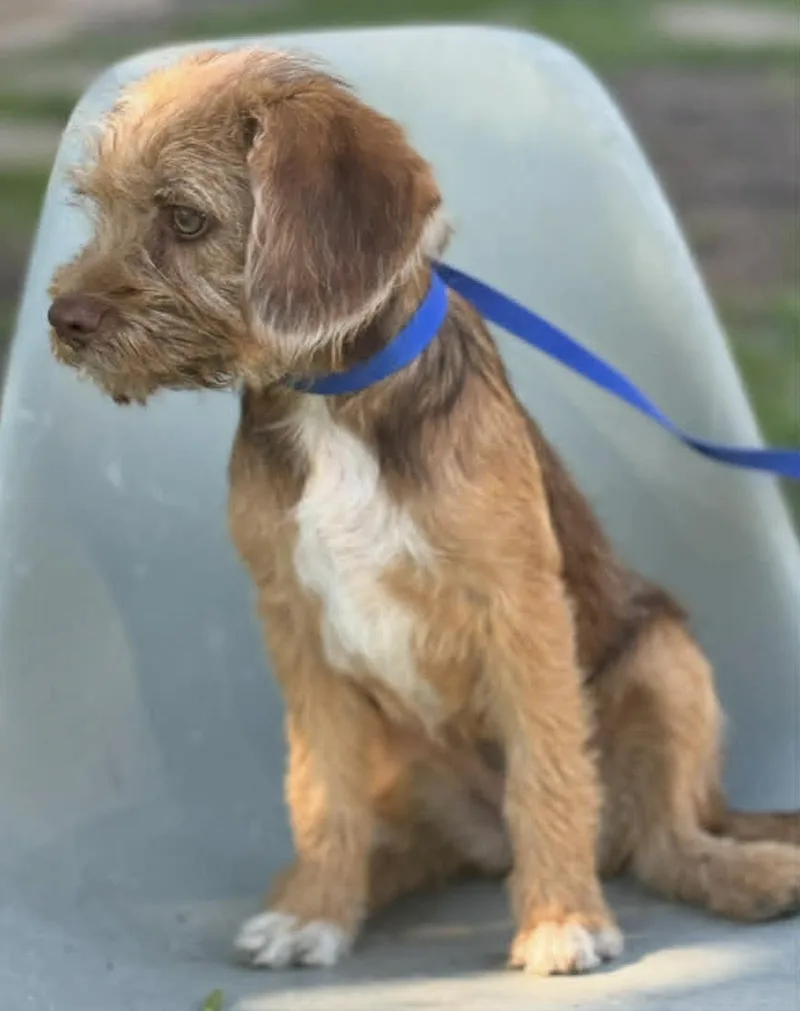 A baby medium-sized female Terrier dog named Trish for adoption in Allen, TX
