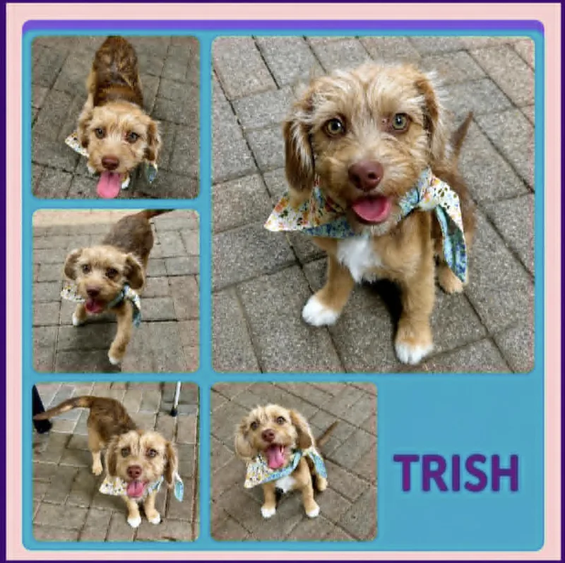 Trish thumbnail 2