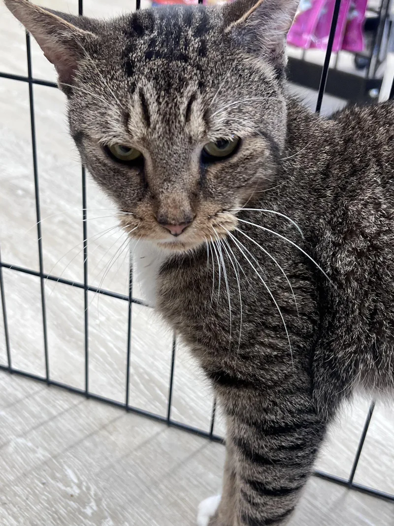 An adult medium-sized male Domestic Short Hair cat named Prince for adoption in Spring Lake, NJ