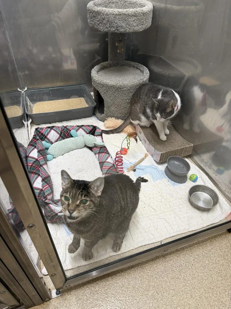 An adult medium-sized male Domestic Short Hair cat named Bandit for adoption in Sterling, VA