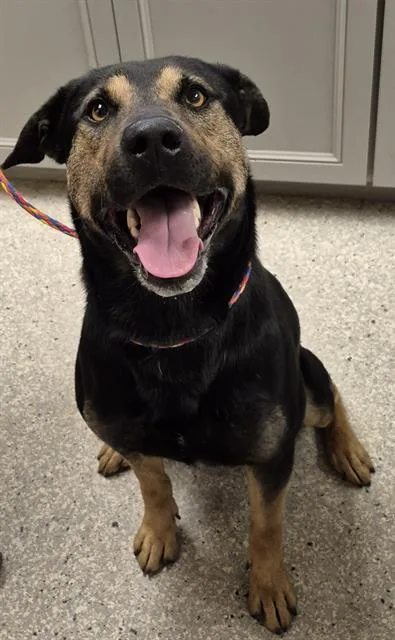 A young large-sized male Rottweiler dog named Smokey for adoption in Lodi, CA