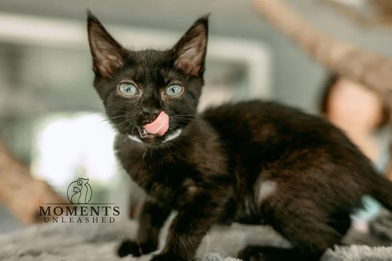 A baby small-sized female Black Domestic Short Hair cat named Ruth for adoption in Myakka City, FL