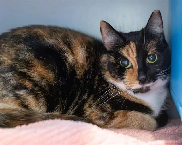 An adult small-sized female Domestic Short Hair cat named Canary for adoption in Leesburg, VA