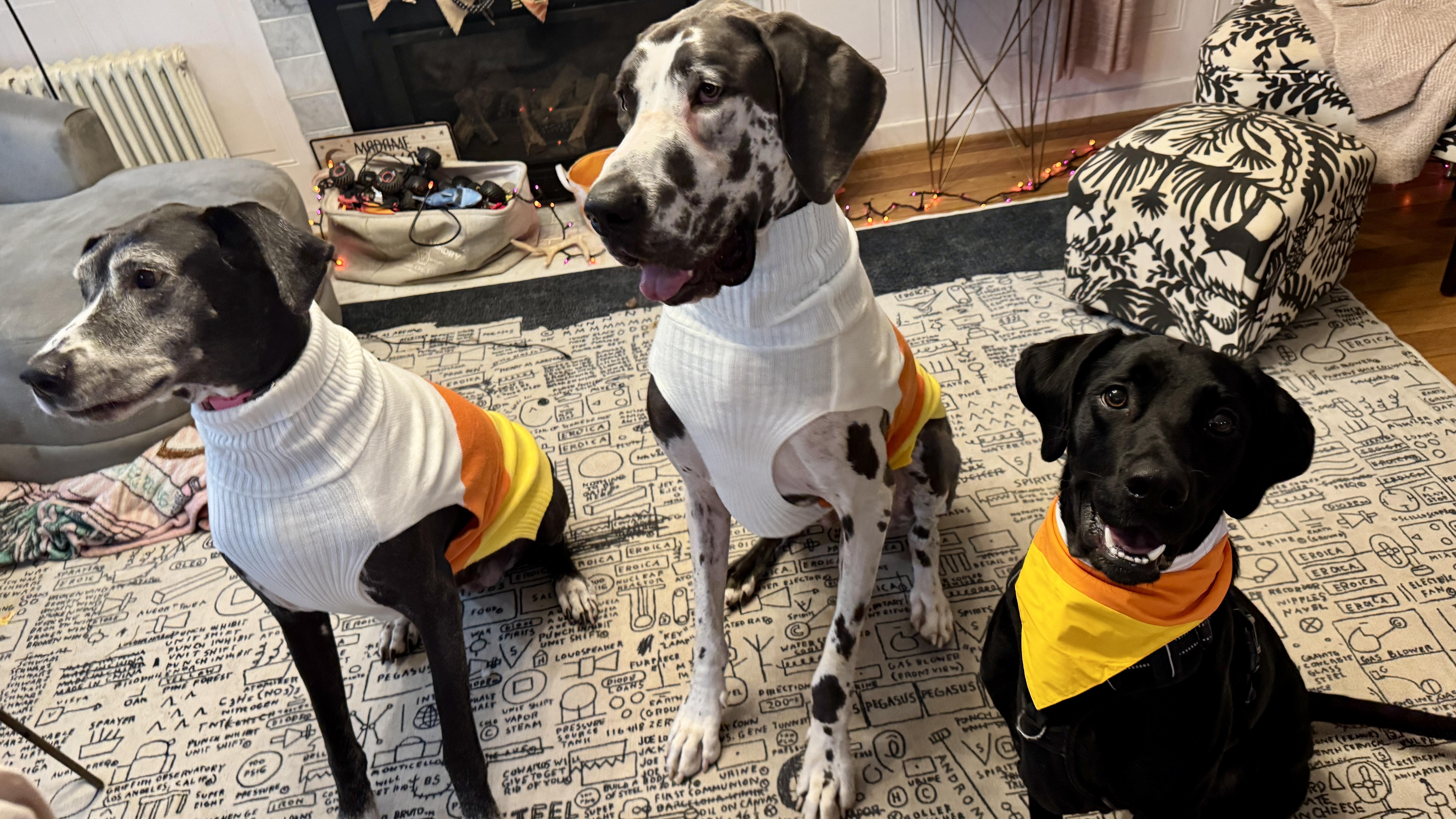 Mr Birdie thumbnail 3