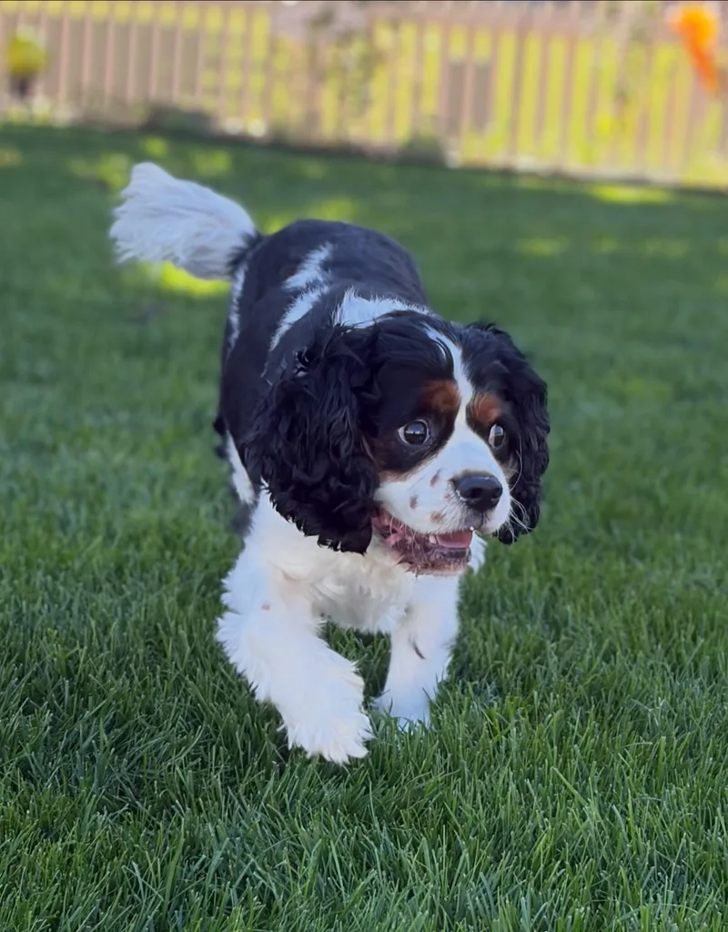 An adult small-sized male Tricolor (Brown, Black, & White) Cavalier King Charles Spaniel dog named Lucky Leon for adoption in Fort Wayne, IN