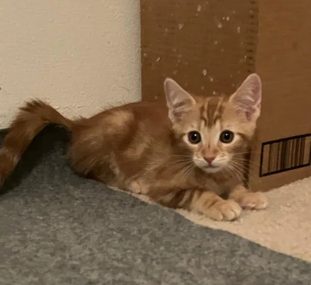 A baby small-sized male Orange / Red Domestic Short Hair cat named Chile Paste for adoption in La Jolla, CA