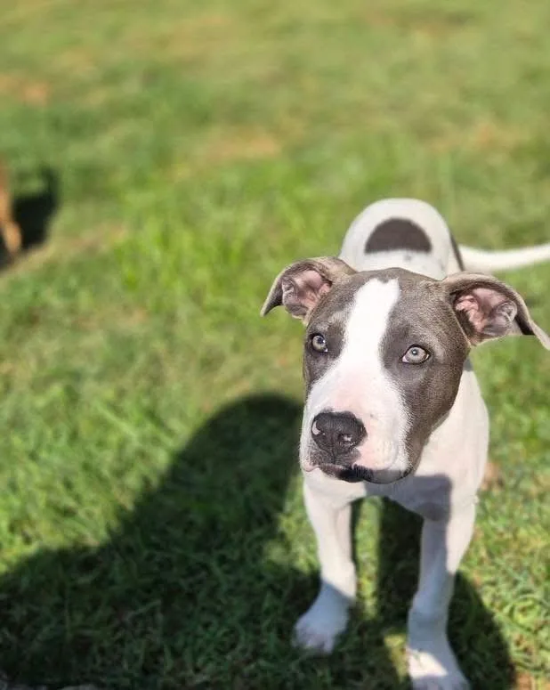 A baby large-sized female Gray / Blue / Silver Pit Bull Terrier dog named Ruby for adoption in Louisville, KY