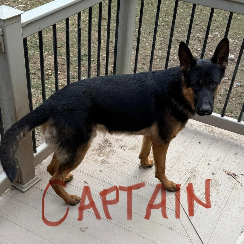 An adult large-sized male Black German Shepherd Dog dog named Captain for adoption in New Ringgold, PA