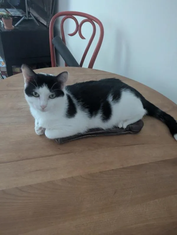 An adult medium-sized male Domestic Short Hair cat named Cole for adoption in Ridgewood, NY