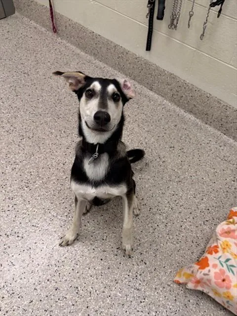 A young large-sized male German Shepherd Dog dog named Max for adoption in Brighton, CO