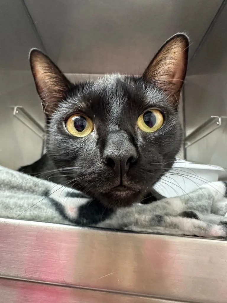 A young medium-sized female Domestic Short Hair cat named Laila for adoption in Pomona, NY