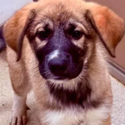 A baby small-sized female Yellow / Tan / Blond / Fawn Shepherd dog named Chicken Soup for adoption in North Charleston, SC