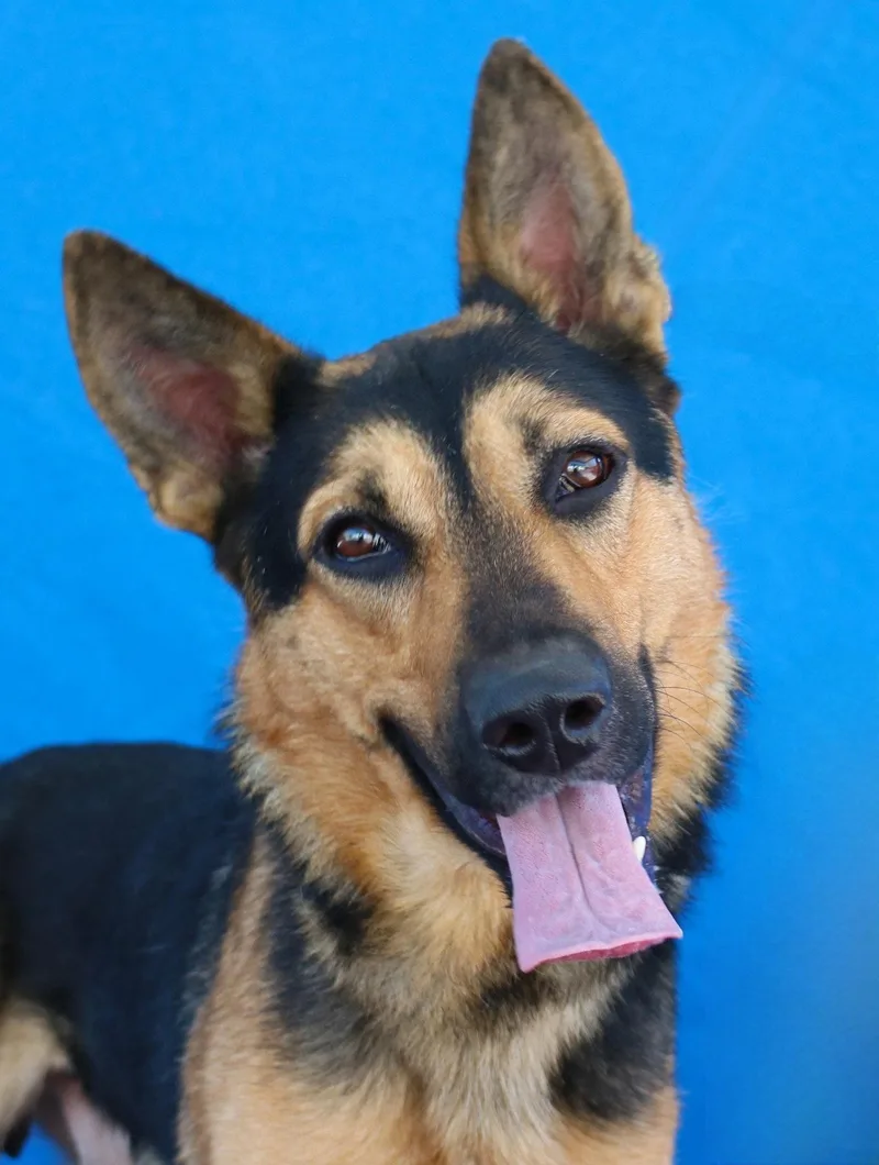 An adult medium-sized male German Shepherd Dog dog named Blackie for adoption in Pasadena, CA