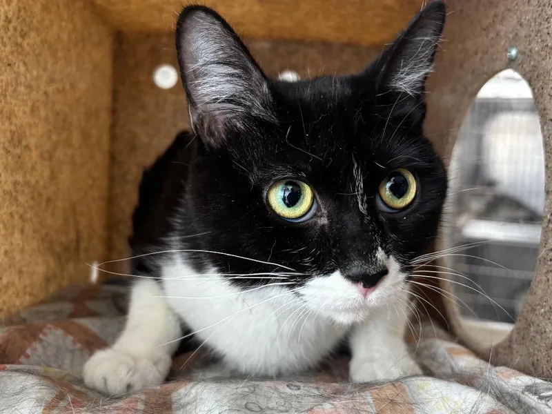 A young small-sized female Domestic Short Hair cat named Mrs Meyers for adoption in Powell, OH