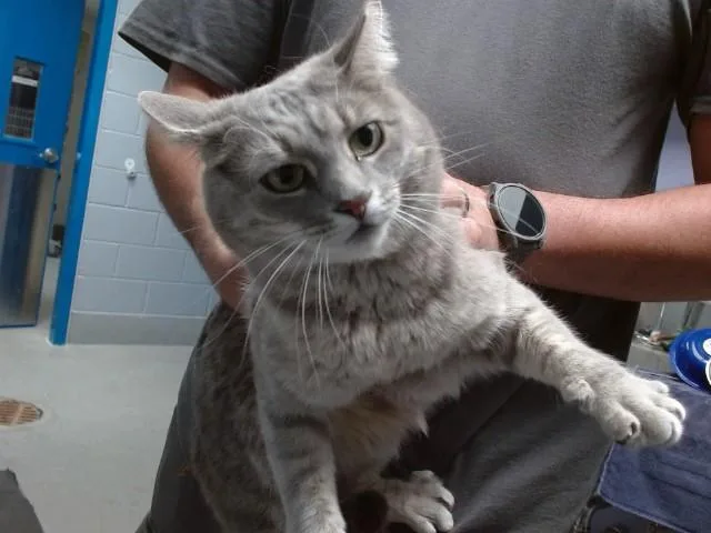 A young medium-sized female Domestic Long Hair cat named Chanel for adoption in Albuquerque, NM