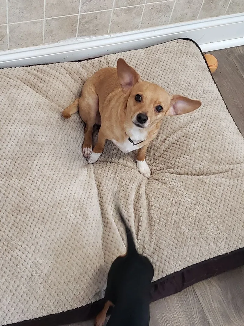 A young small-sized female Rat Terrier dog named Blondie for adoption in Greensboro, NC