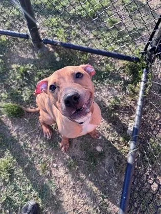 An adult medium-sized male Mixed Breed dog named Luck for adoption in West Chester, PA